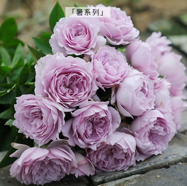 Роза флорибунда Момун